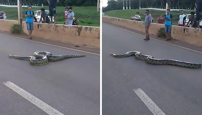 Bystanders In Brazil Teamed Up To Help A Giant Anaconda Cross The Road