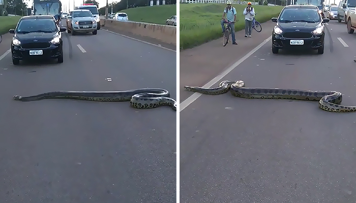 Bystanders In Brazil Teamed Up To Help A Giant Anaconda Cross The Road Bystanders In Brazil Teamed Up To Help A Giant Anaconda Cross The Road