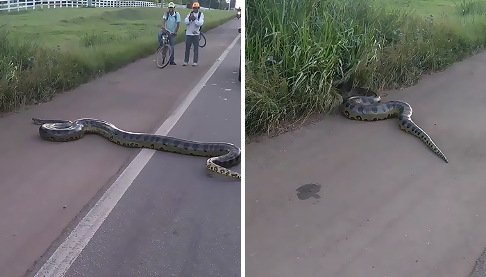Bystanders In Brazil Teamed Up To Help A Giant Anaconda Cross The Road