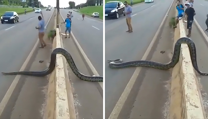 Bystanders In Brazil Teamed Up To Help A Giant Anaconda Cross The Road