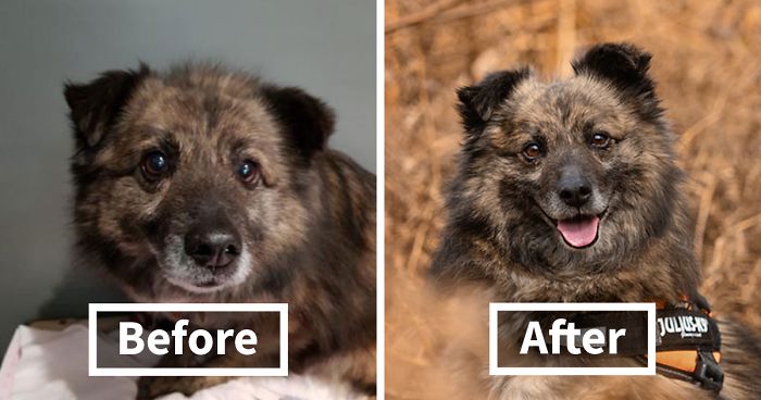 I Photograph Shelter Dogs Out Of Their Kennels To Help Potential Adopters Imagine Them In An Everyday Scenario (19 Pics)