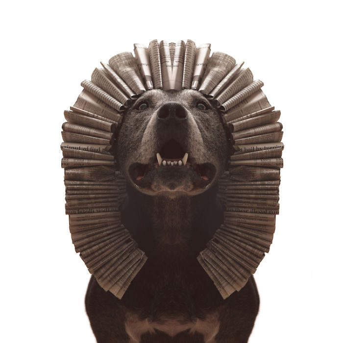 I Make Cute Hats For Dogs Out Of Trash To Prove That All Shelter Pets Deserve A Second Chance (26 Puppy Pics)