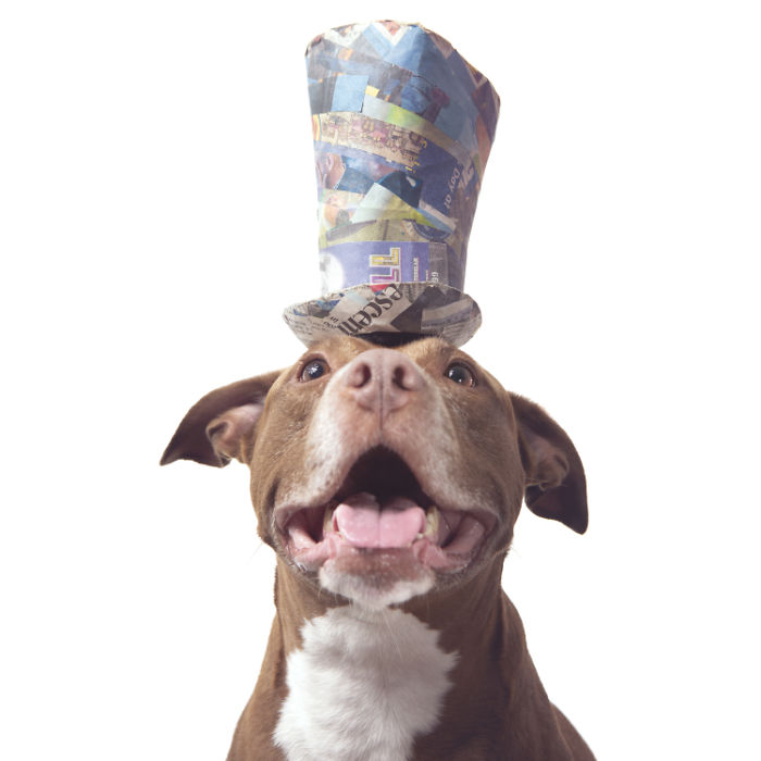 I Make Cute Hats For Dogs Out Of Trash To Prove That All Shelter Pets Deserve A Second Chance (26 Puppy Pics)
