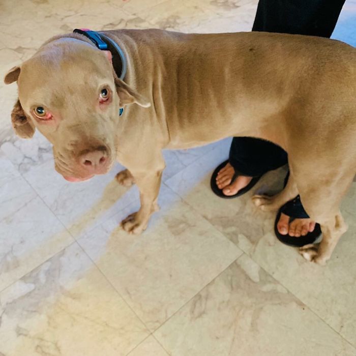 I Adopted A Stray Dog With 2 Mouths, One Where The Ear Should Be