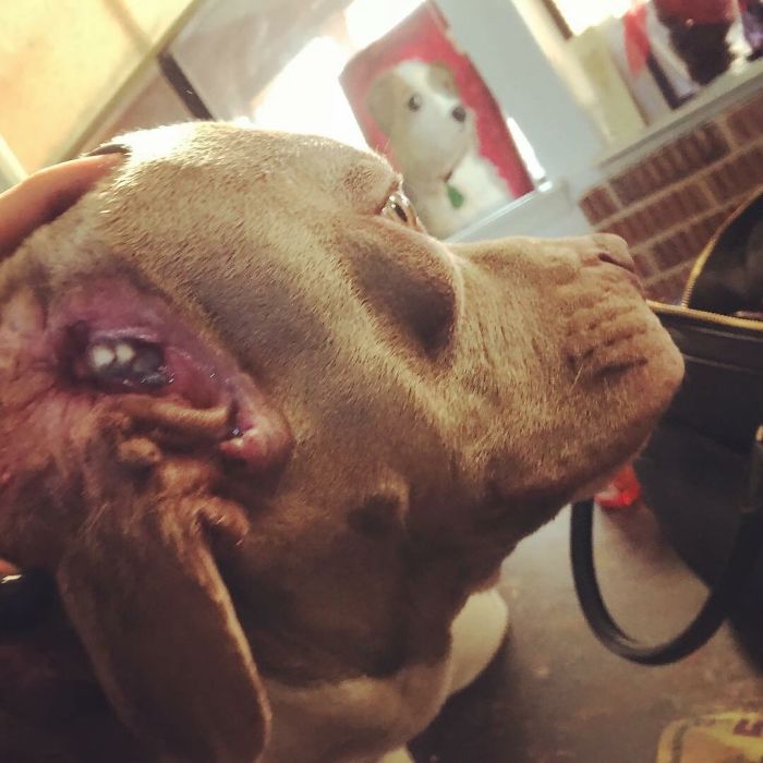 I Adopted A Stray Dog With 2 Mouths, One Where The Ear Should Be