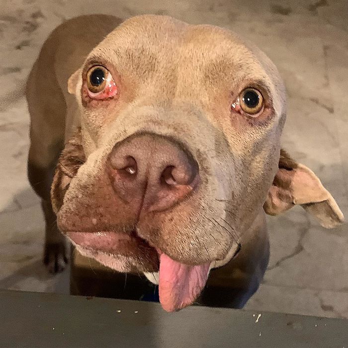 I Adopted A Stray Dog With 2 Mouths, One Where The Ear Should Be