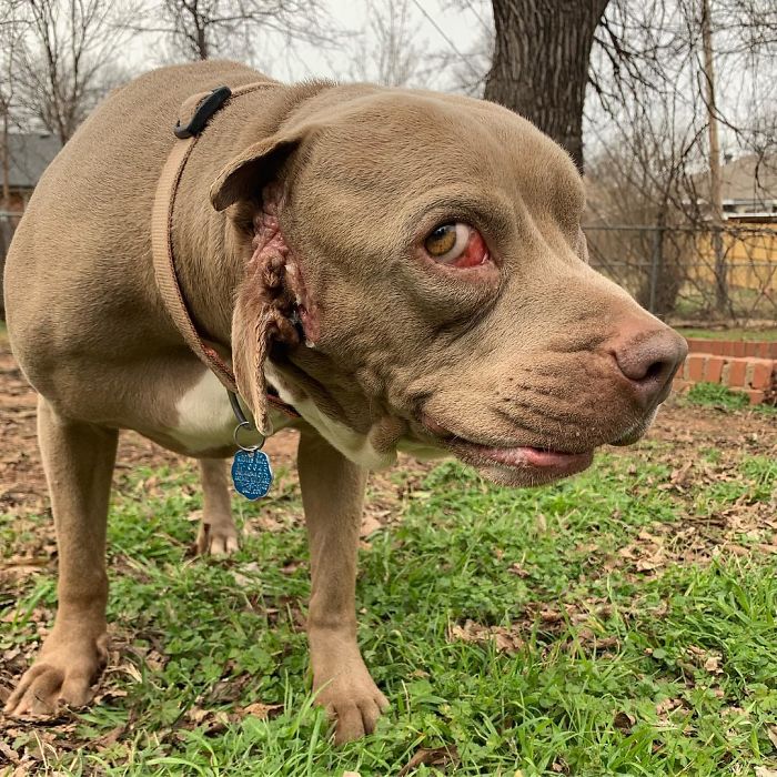 I Adopted A Stray Dog With 2 Mouths, One Where The Ear Should Be