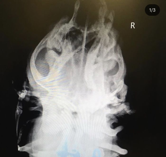 I Adopted A Stray Dog With 2 Mouths, One Where The Ear Should Be