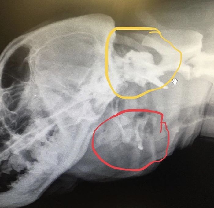 I Adopted A Stray Dog With 2 Mouths, One Where The Ear Should Be