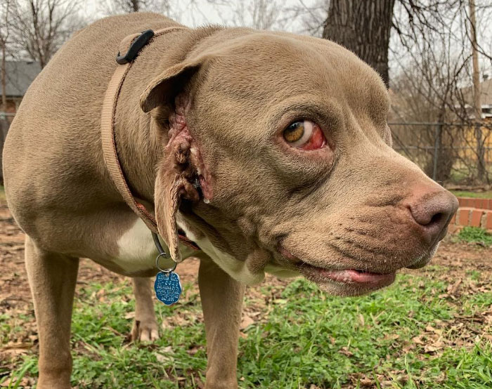 I Adopted A Stray Dog With 2 Mouths, One Where The Ear Should Be