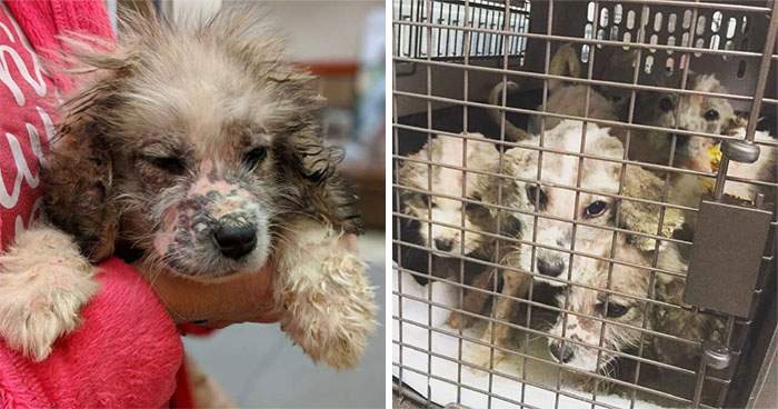 A Man Found Six Abandoned Hairless Puppies And No One Could Tell They’re Great Pyrenees