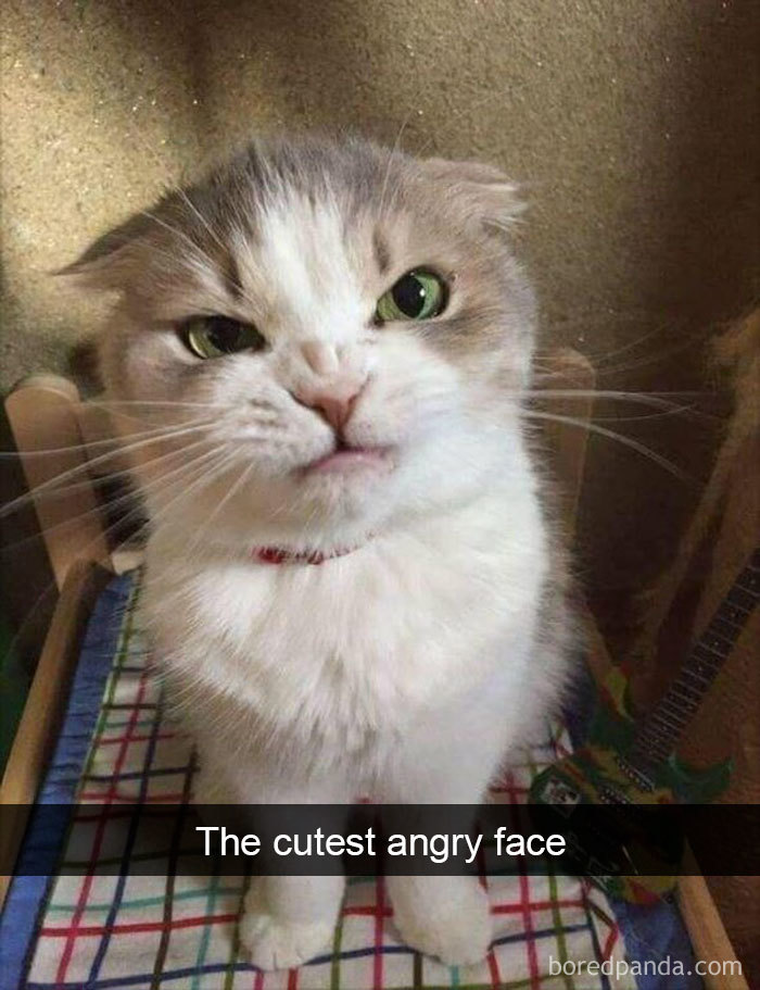 Cat-Snapchats