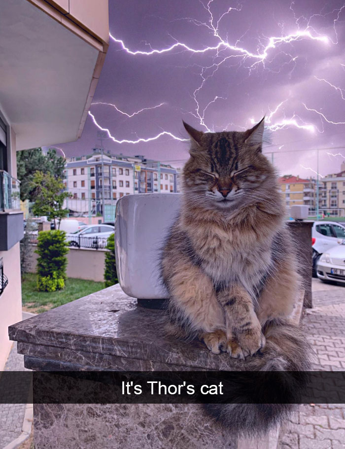 Cat-Snapchats