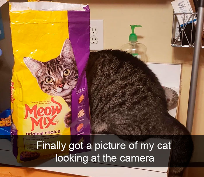 Cat-Snapchats