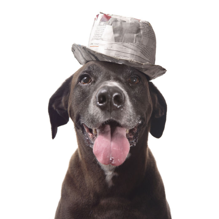 I Make Cute Hats For Dogs Out Of Trash To Prove That All Shelter Pets Deserve A Second Chance (26 Puppy Pics)