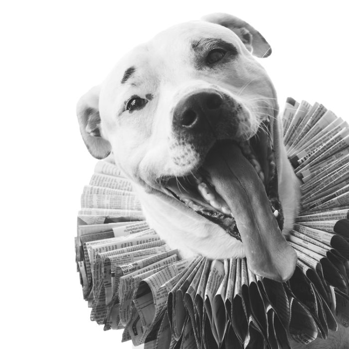 I Make Cute Hats For Dogs Out Of Trash To Prove That All Shelter Pets Deserve A Second Chance (26 Puppy Pics)