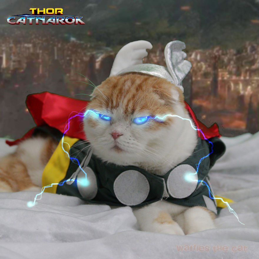Thor, God Of Thunpurr