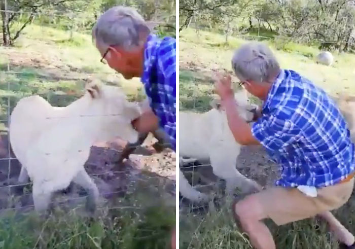 Man Thinks He's Special Enough To Pet A Lion, Ends Up With A Severe Injury
