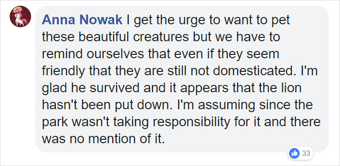 Man Thinks He's Special Enough To Pet A Lion, Ends Up With A Severe Injury