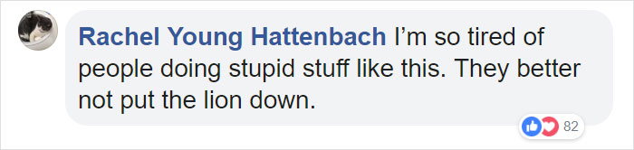 Man Thinks He's Special Enough To Pet A Lion, Ends Up With A Severe Injury