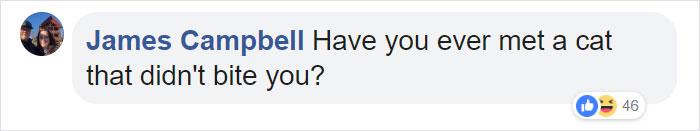 Man Thinks He's Special Enough To Pet A Lion, Ends Up With A Severe Injury