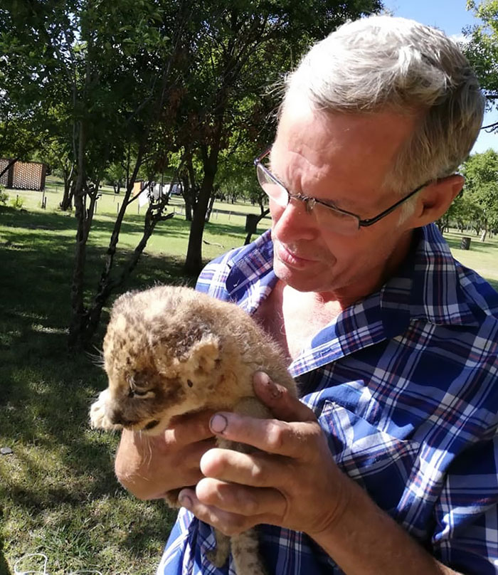 Man Thinks He's Special Enough To Pet A Lion, Ends Up With A Severe Injury