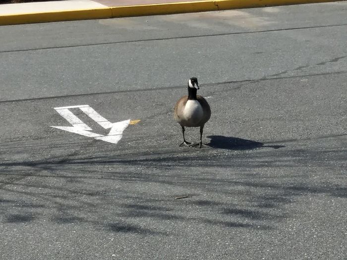 After This Geese Family Decided To Lay Eggs In Walmart's Parking Lot, The Employees Put Traffic Cones To Protect The Family After This Geese Family Decided To Lay Eggs In Walmart's Parking Lot, The Employees Put Traffic Cones To Protect The Family