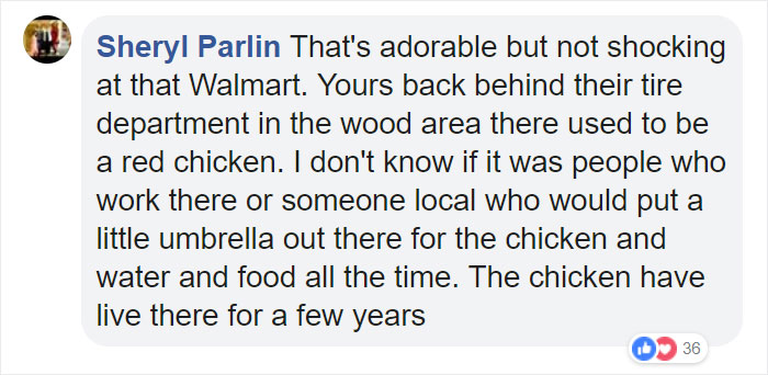 After This Geese Family Decided To Lay Eggs In Walmart's Parking Lot, The Employees Put Traffic Cones To Protect The Family After This Geese Family Decided To Lay Eggs In Walmart's Parking Lot, The Employees Put Traffic Cones To Protect The Family
