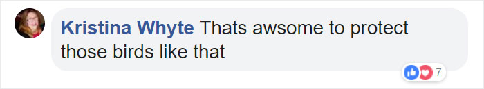 After This Geese Family Decided To Lay Eggs In Walmart's Parking Lot, The Employees Put Traffic Cones To Protect The Family