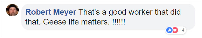 After This Geese Family Decided To Lay Eggs In Walmart's Parking Lot, The Employees Put Traffic Cones To Protect The Family After This Geese Family Decided To Lay Eggs In Walmart's Parking Lot, The Employees Put Traffic Cones To Protect The Family