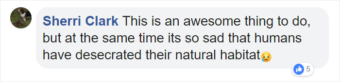 After This Geese Family Decided To Lay Eggs In Walmart's Parking Lot, The Employees Put Traffic Cones To Protect The Family
