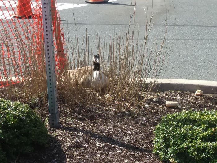 After This Geese Family Decided To Lay Eggs In Walmart's Parking Lot, The Employees Put Traffic Cones To Protect The Family After This Geese Family Decided To Lay Eggs In Walmart's Parking Lot, The Employees Put Traffic Cones To Protect The Family