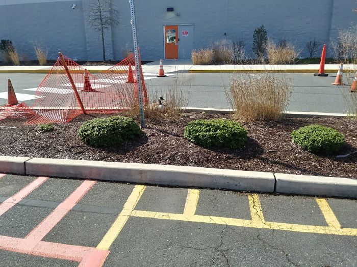 After This Geese Family Decided To Lay Eggs In Walmart's Parking Lot, The Employees Put Traffic Cones To Protect The Family After This Geese Family Decided To Lay Eggs In Walmart's Parking Lot, The Employees Put Traffic Cones To Protect The Family