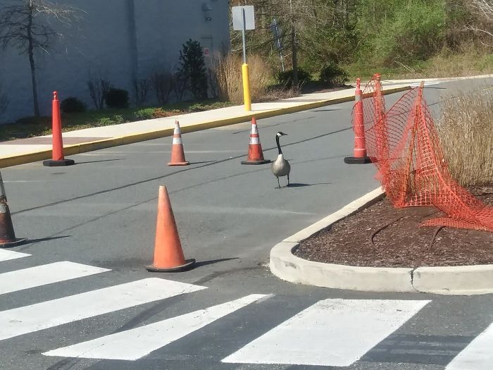 After This Geese Family Decided To Lay Eggs In Walmart's Parking Lot, The Employees Put Traffic Cones To Protect The Family After This Geese Family Decided To Lay Eggs In Walmart's Parking Lot, The Employees Put Traffic Cones To Protect The Family