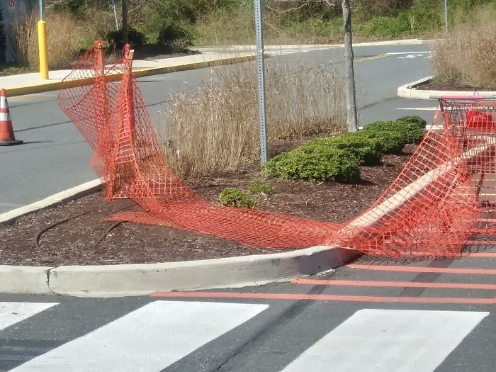 After This Geese Family Decided To Lay Eggs In Walmart's Parking Lot, The Employees Put Traffic Cones To Protect The Family After This Geese Family Decided To Lay Eggs In Walmart's Parking Lot, The Employees Put Traffic Cones To Protect The Family