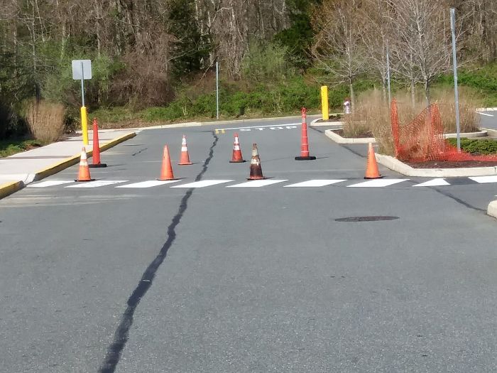 After This Geese Family Decided To Lay Eggs In Walmart's Parking Lot, The Employees Put Traffic Cones To Protect The Family After This Geese Family Decided To Lay Eggs In Walmart's Parking Lot, The Employees Put Traffic Cones To Protect The Family
