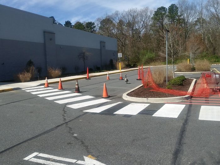 After This Geese Family Decided To Lay Eggs In Walmart's Parking Lot, The Employees Put Traffic Cones To Protect The Family After This Geese Family Decided To Lay Eggs In Walmart's Parking Lot, The Employees Put Traffic Cones To Protect The Family