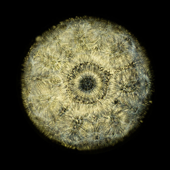 Scientist 'Photographs' Sounds By Using 'Simple' Cymatics Technique And The Results Are Out Of This World Scientist 'Photographs' Sounds By Using 'Simple' Cymatics Technique And The Results Are Out Of This World