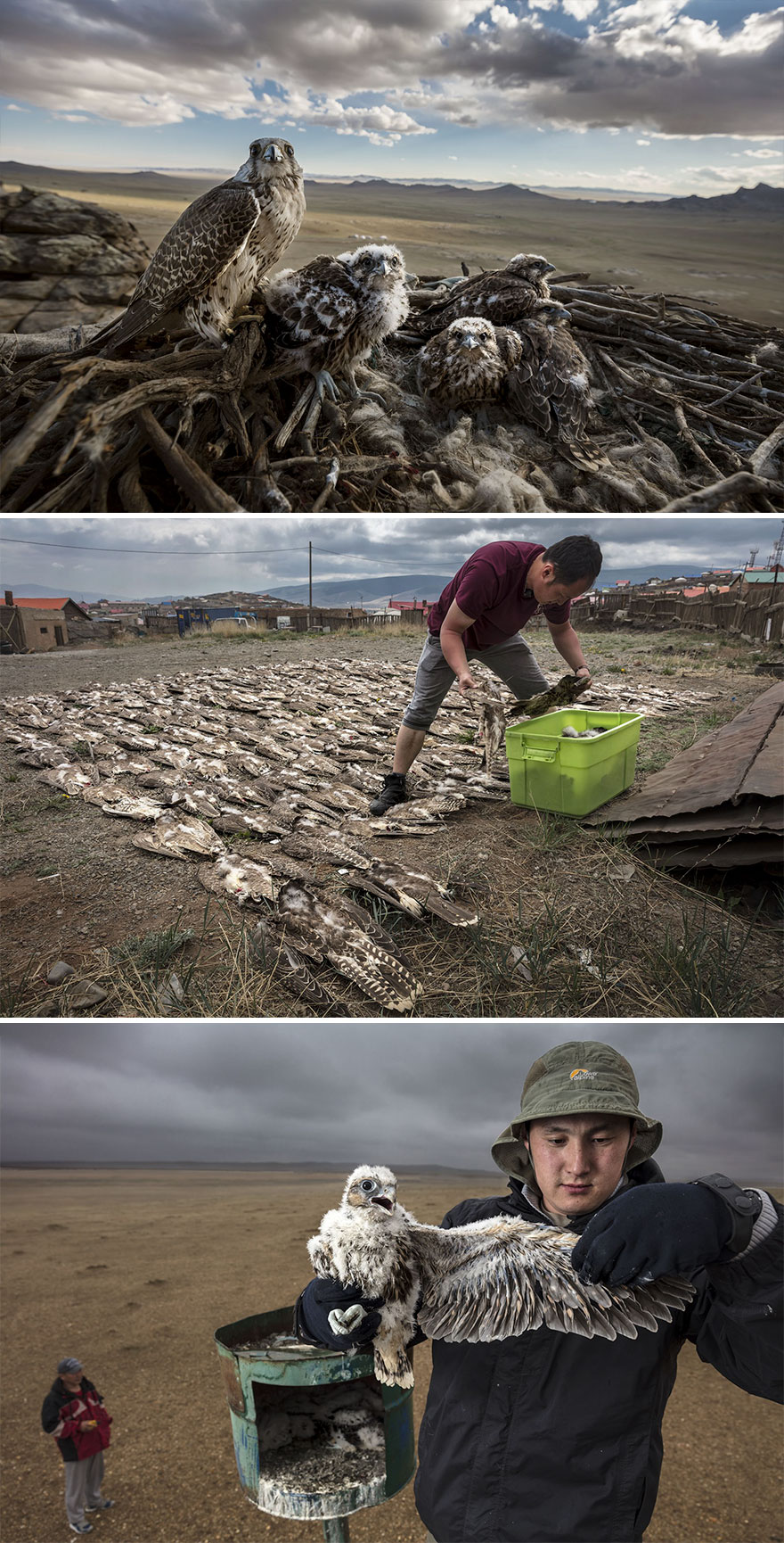 Nature, Stories, 1st Prize, "Falcons And The Arab Influence" By Brent Stirton