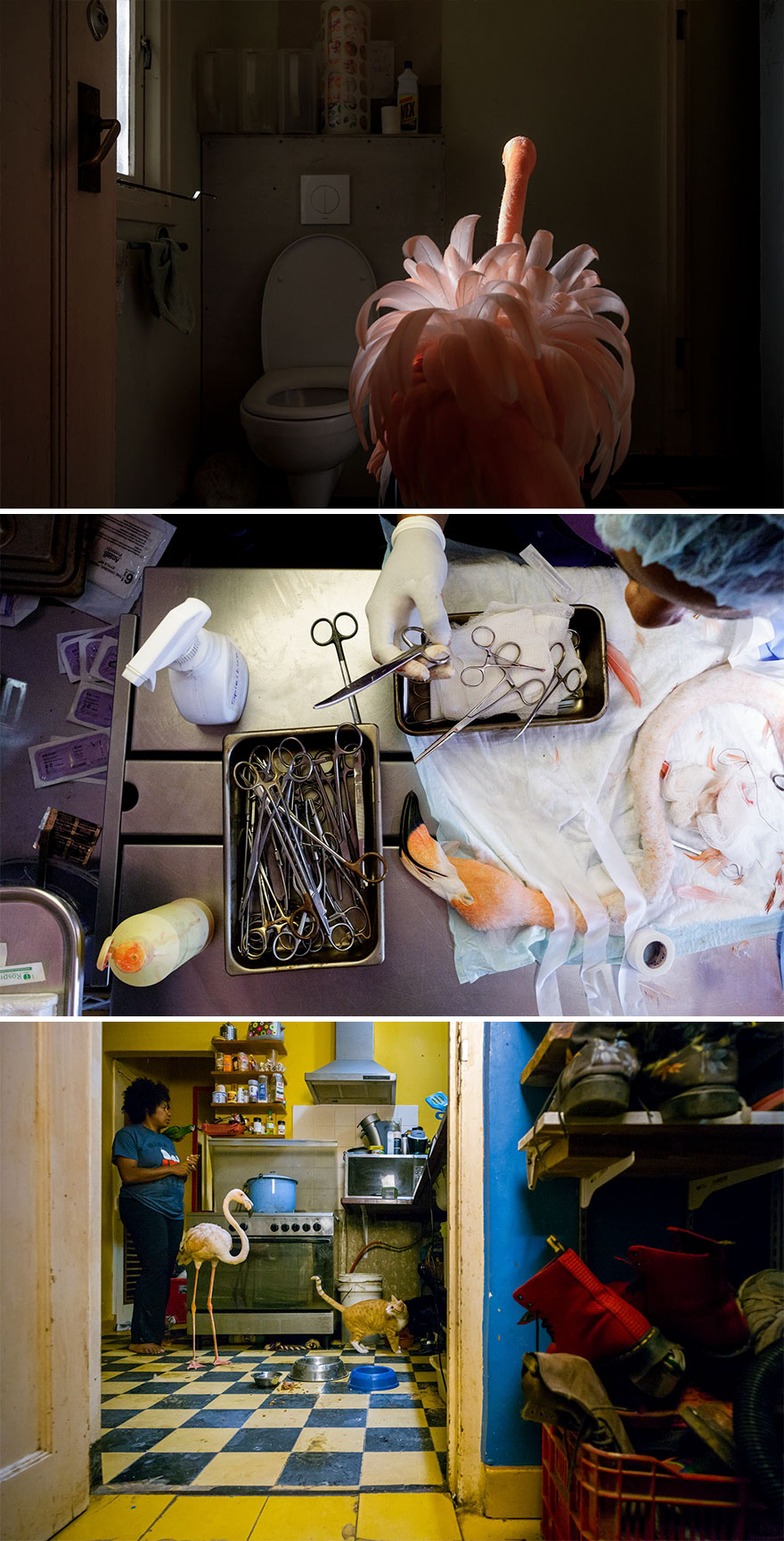 Nature, Stories, 2nd Prize, "Meet Bob" By Jasper Doest