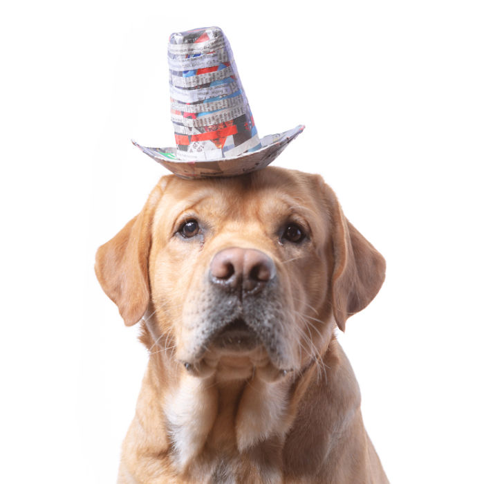 I Make Cute Hats For Dogs Out Of Trash To Prove That All Shelter Pets Deserve A Second Chance (26 Puppy Pics)