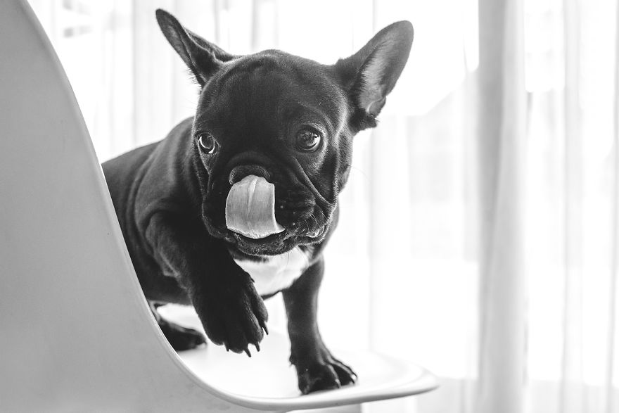 I Took Photos Of Cute Bulldogs