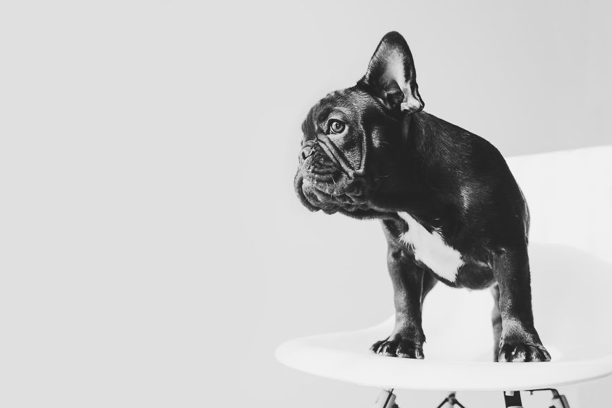 I Took Photos Of Cute Bulldogs