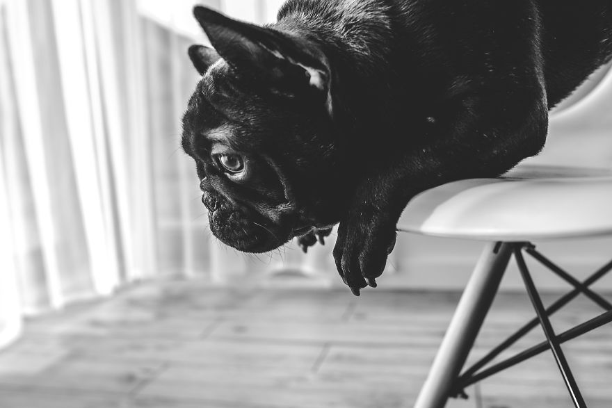 I Took Photos Of Cute Bulldogs