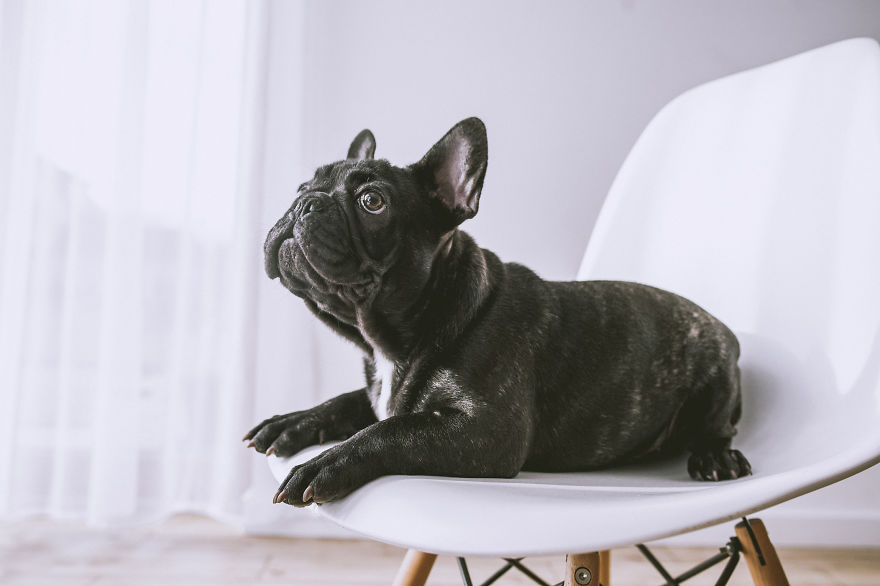 I Took Photos Of Cute Bulldogs