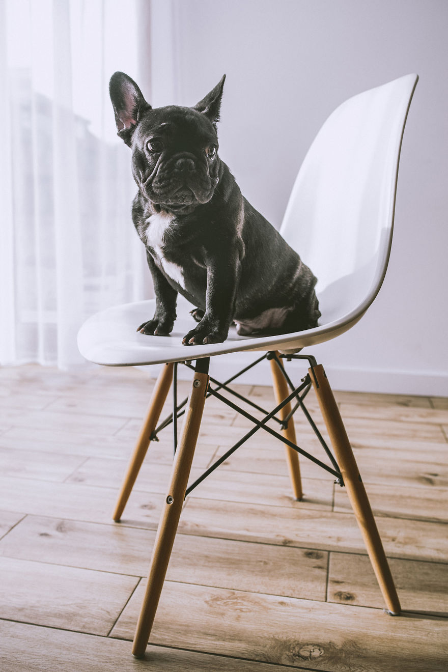 I Took Photos Of Cute Bulldogs