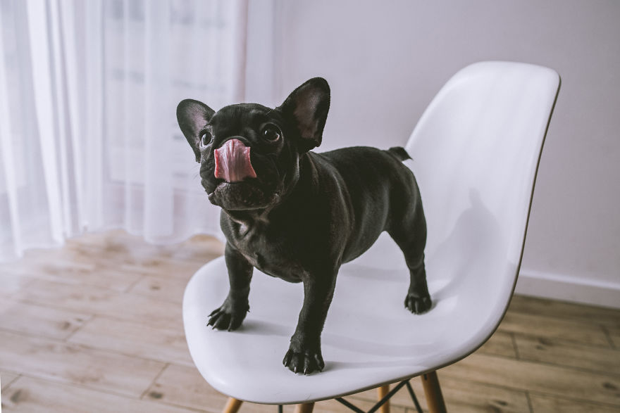 I Took Photos Of Cute Bulldogs