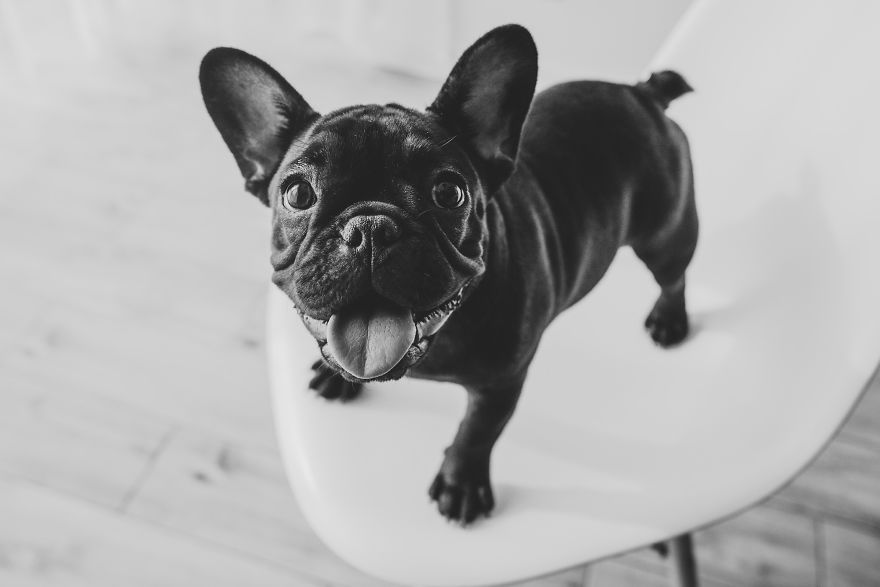 I Took Photos Of Cute Bulldogs
