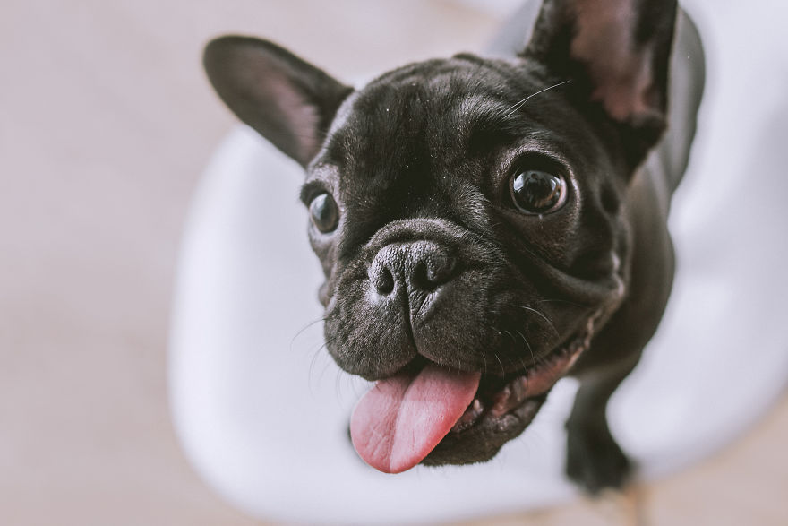 I Took Photos Of Cute Bulldogs
