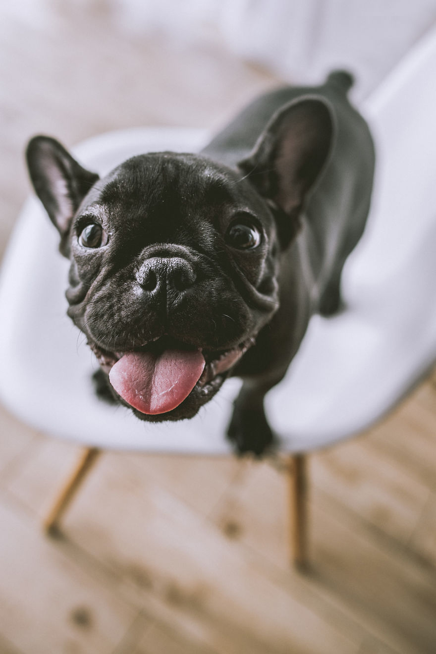 I Took Photos Of Cute Bulldogs